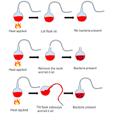 Louis Pasteur's experiment