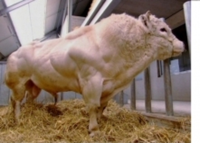 Transgenic animals (Exact date unknown)