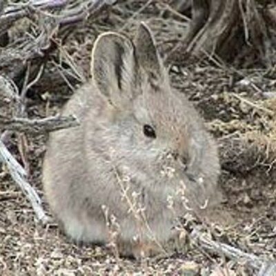 Timeline: Evolution of Bunnies