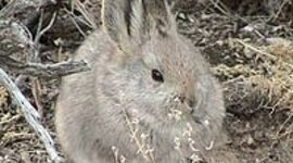 Timeline: Evolution of Bunnies