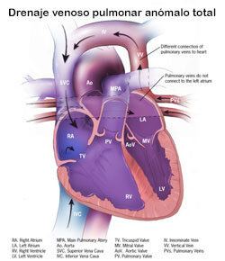 EL ESTUDIO SISTEMÁTICO DE LA CIRCULACIÓN VENOSA Y PULMONAR