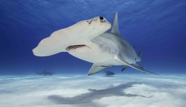 Hammerhead sharks 23 million years ago