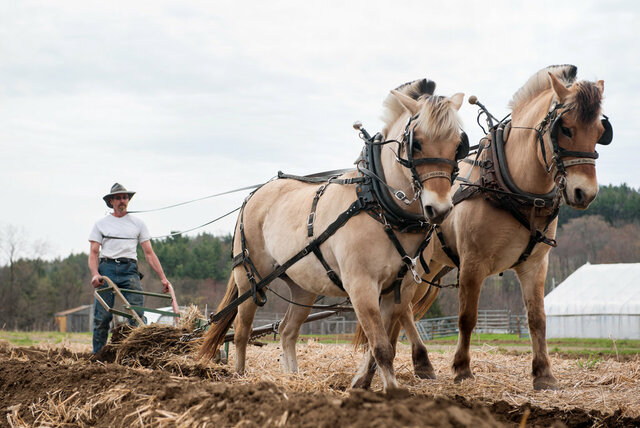 Horses became in use for making plowing easier