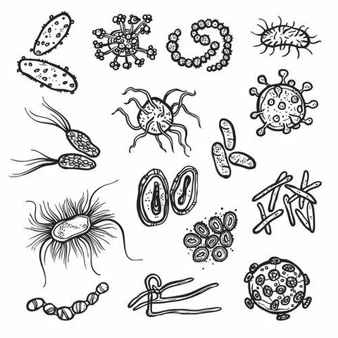 Germ Theory of Disease