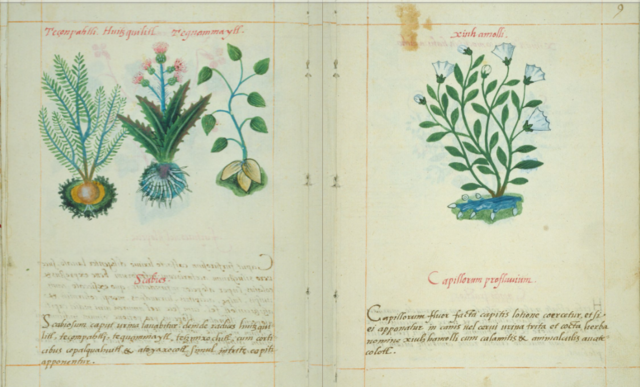 Codice de la Cruz Badiano