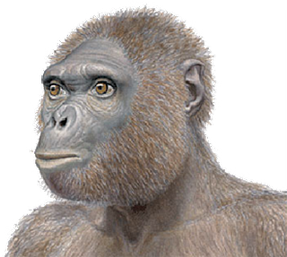 ARDIPITHECUS RAMIDUS