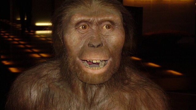 AUSTRALOPITHECUS AFARENSIS