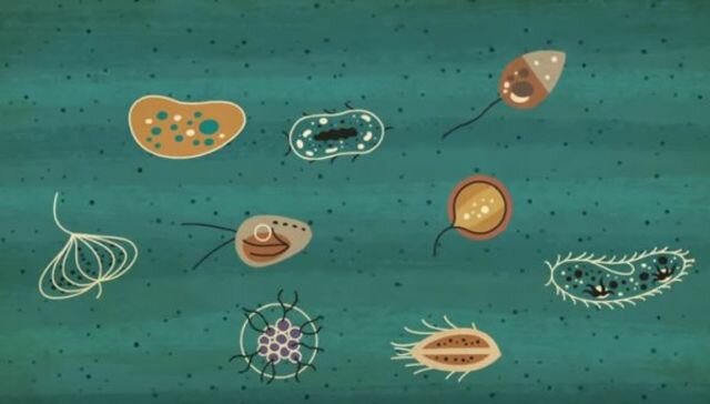 Mitmerakuliste organismide teke