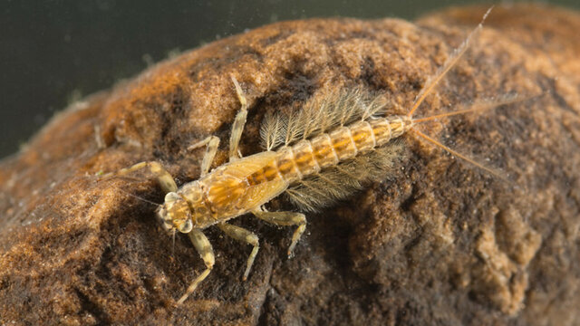 Esimesed mere selgrootud