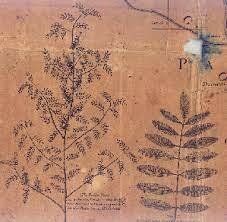 Crecen exportaciones de Añil