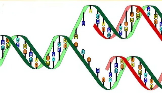 Duplicación del  ADN