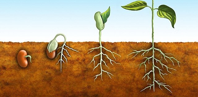 Katteseemnetaimede teke