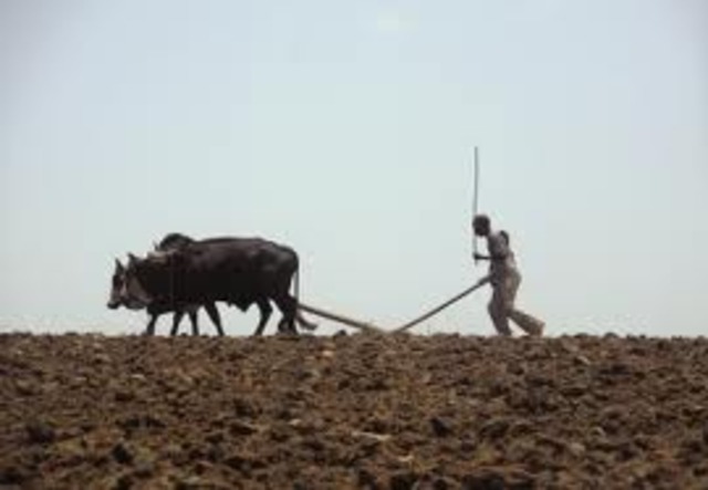 Plows pulled by oxen are used