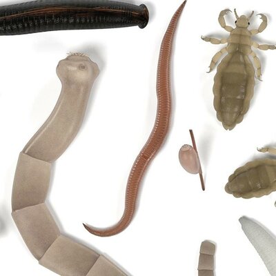 Timeline: Tarea: Principales descubrimientos para el desarrollo y avance de la Parasitología