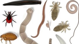 Timeline: Tarea: Principales descubrimientos para el desarrollo y avance de la Parasitología