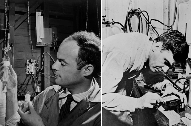 Unidad fotosintética