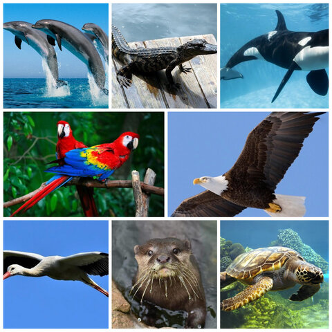 Día 5 de la Creación