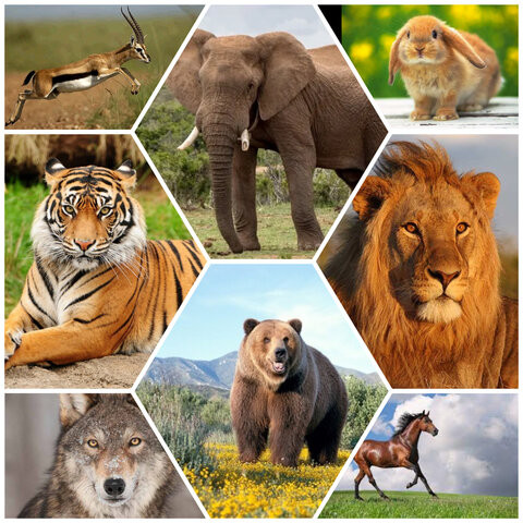 Día 6 de la Creación