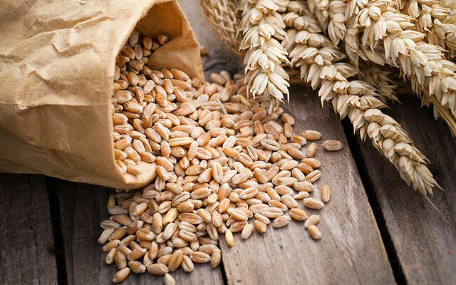 Descubrimiento del ácido glutámico.