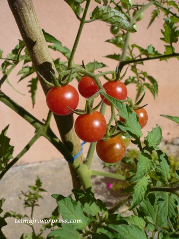 Efectos positivos del glutamato en tomate silvestre.