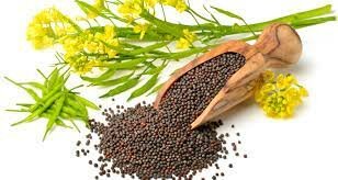 Ácido glutámico en canola.