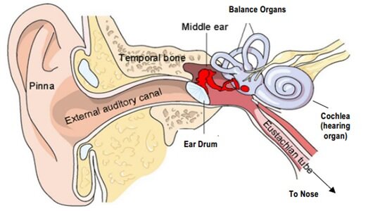 The Inner Ear