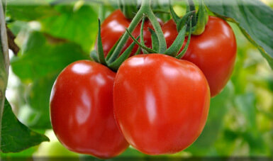 Efectos sobre los frutos de Solanum lycopersicum.