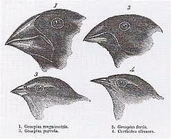 Darwin's Finches