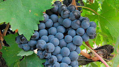 Regulación de la biosíntesis de antocioninas de forma diferencial por luz