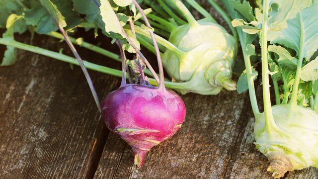 Identificación de genes relacionados con la biosíntesis de antocianinas en colirrábano
