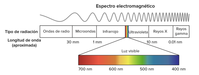 Regulación inducida luz de la biosíntesis de antocianinas en plantas