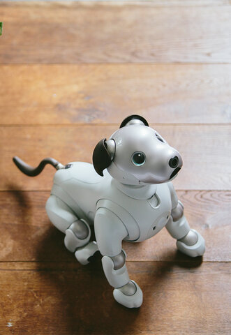 Aibo