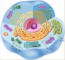 Descubrimiento de la celula