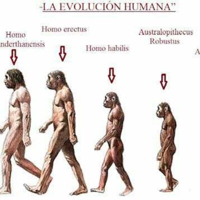 Timeline: L' EVOLUCIÓ HUMANA⚖