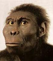 australopithecus