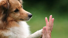 Timeline: the history of animal caretakers