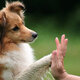 High fiving dog
