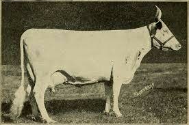 intensive animal farming began