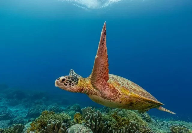 La meva tortuga