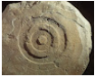 Larraganenako hilarria