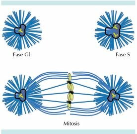 Descubrimiento de la mitosis