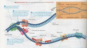 Replicación de ADN