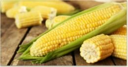 Primer hibrido del maíz