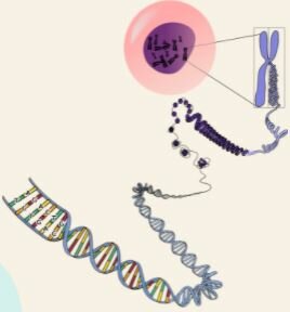 Se demuestra que los genes se encuentran en los cromosomas