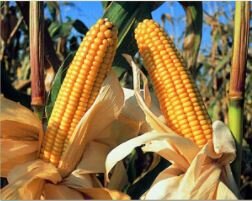 Comercialización de híbridos