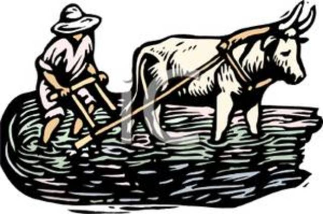 Southern Colony- South Carolina