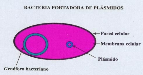 Se descubre la conjugación bacteriana