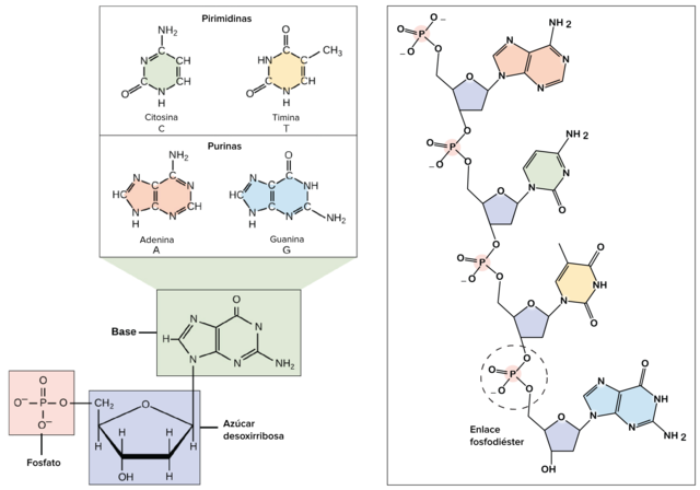 Watson y Crick describen la estructura de doble hélice del ADN.