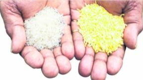 Se crea el "Arroz Dorado"