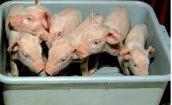 Modifican los cerdos genéticamente para evitar hemofilia.